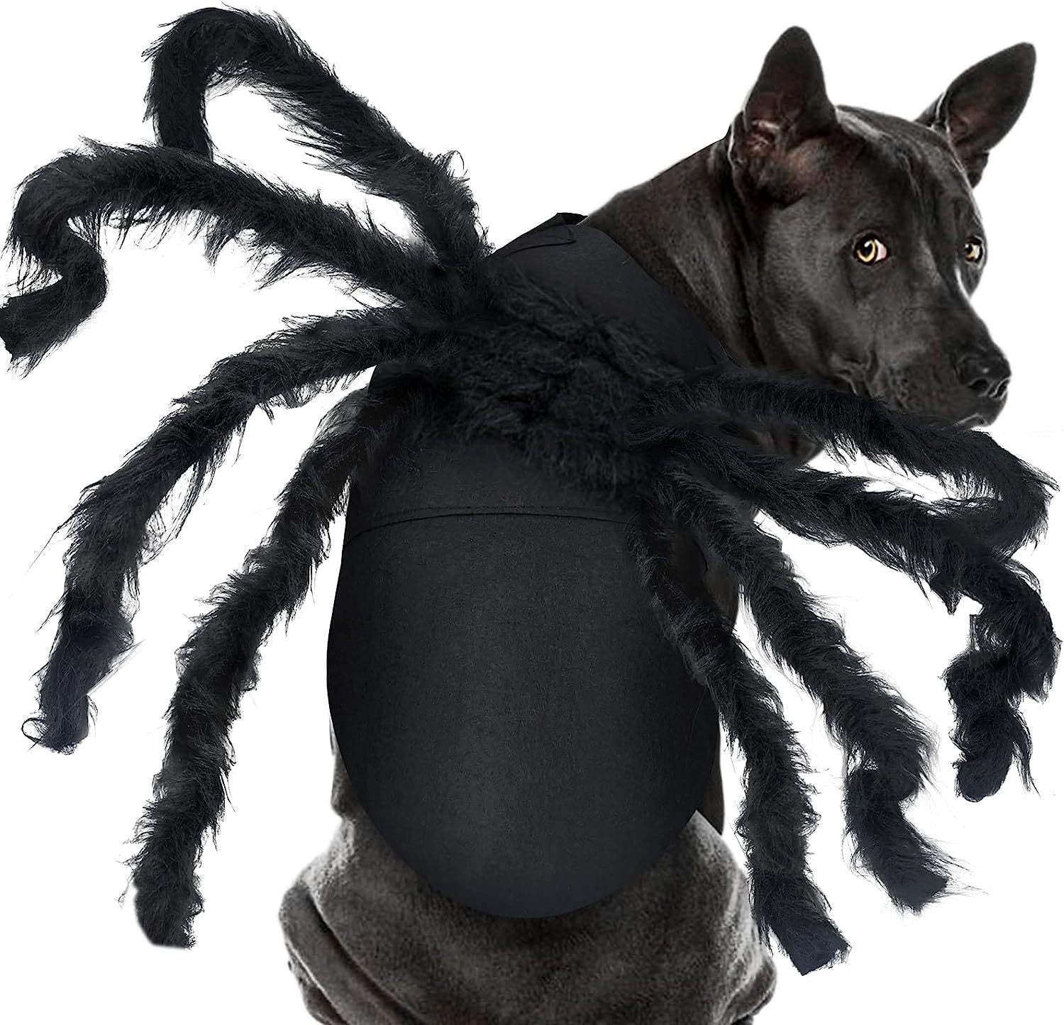 Wings for Pets